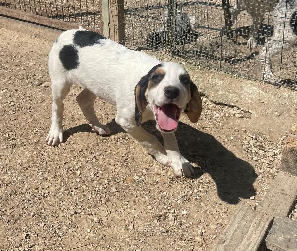 LA SPLENDIDA SELENE Foto 6